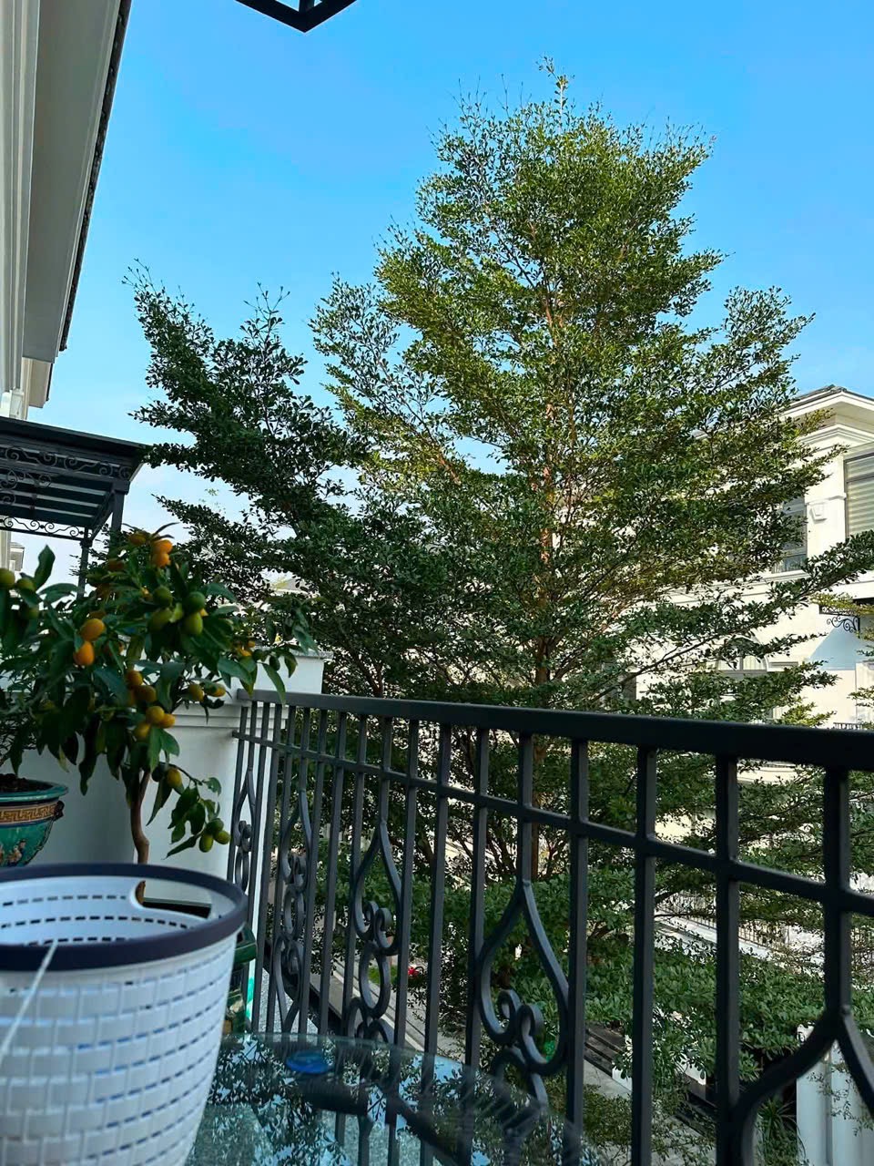 Ảnh Ngọc Trai — Vũ Nhà Phố