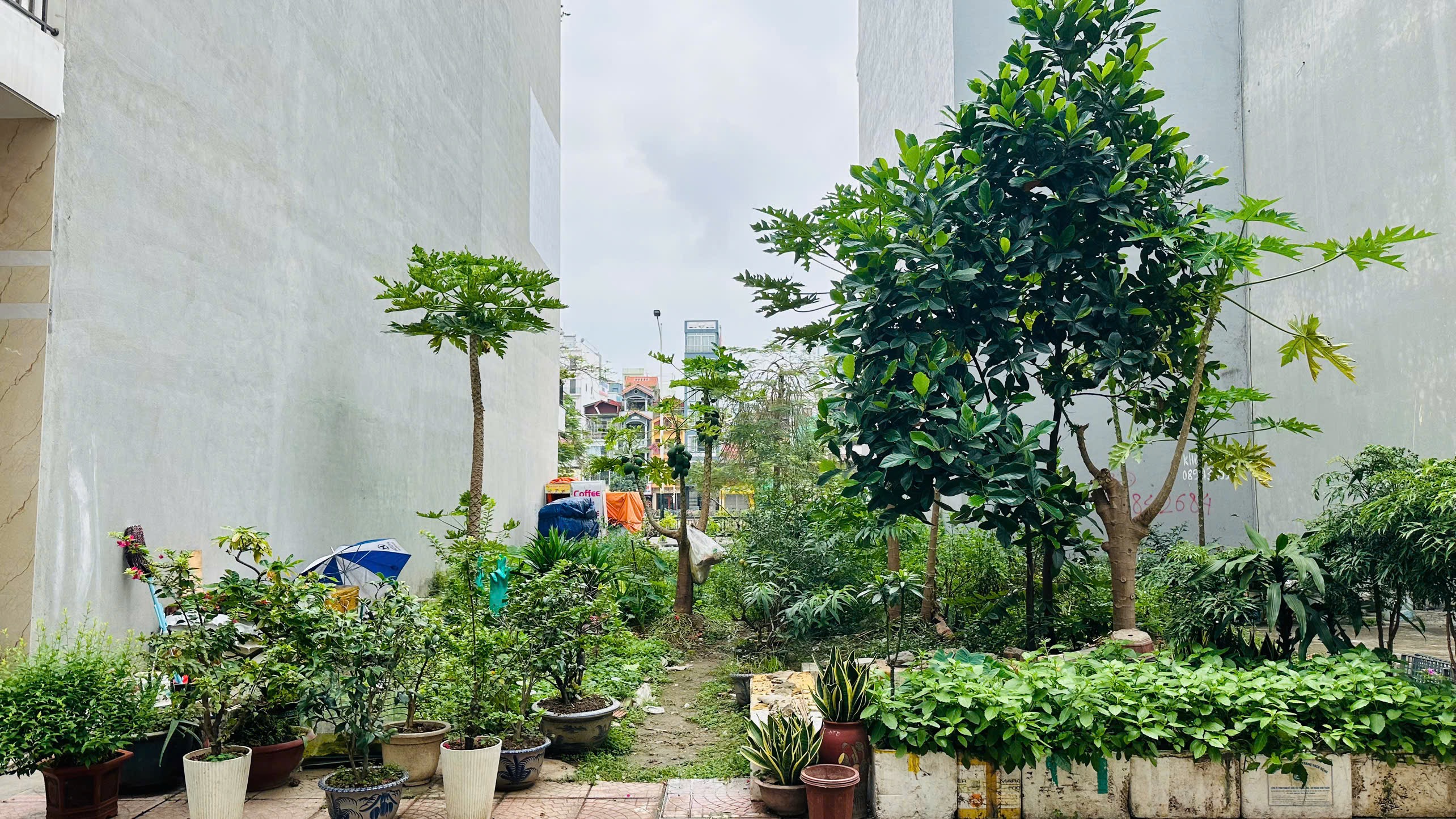 Ảnh Thế Lữ — Vũ Nhà Phố